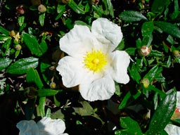 CISTUS-X-CORBARIENSIS-_montpellier_latte_sariviere