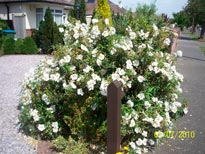 CISTUS-X-PURPUREUS_montpellier_latte_sariviere