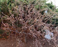 CORYLUS-AVELLANA-'CONTORTA'-_montpellier_latte_sariviere