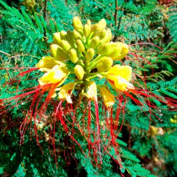 Caesalpinia_gilliesii_montpeller_latte_sariviere