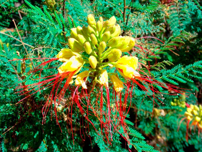 Caesalpinia_gilliesii_montpeller_latte_sariviere