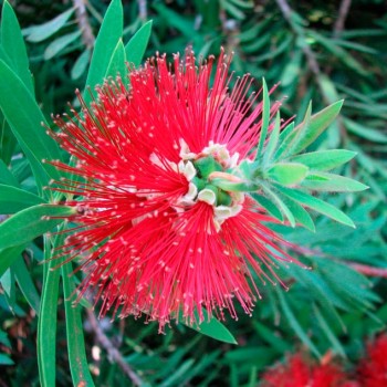 Callistemon_laevis_montpellier_latte_sariviere