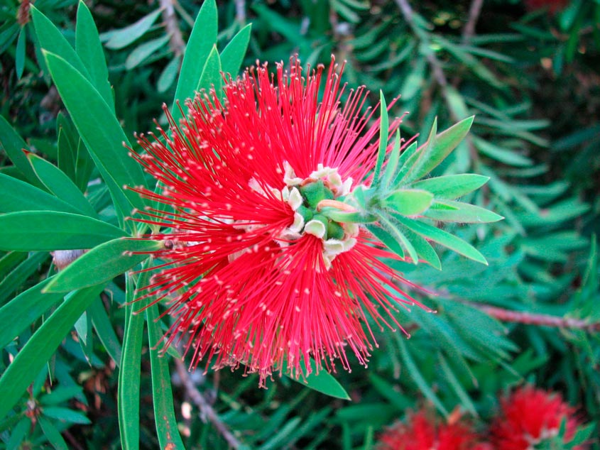 Callistemon_laevis_montpellier_latte_sariviere