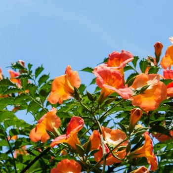 Campsis_grandiflora_montpellier_latte_sariviere