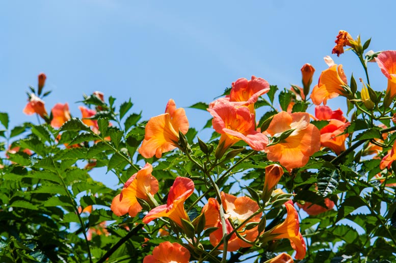 Campsis_grandiflora_montpellier_latte_sariviere