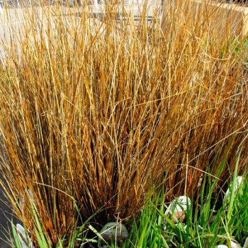 Carex_buchananii_montpellier_latte_sariviere