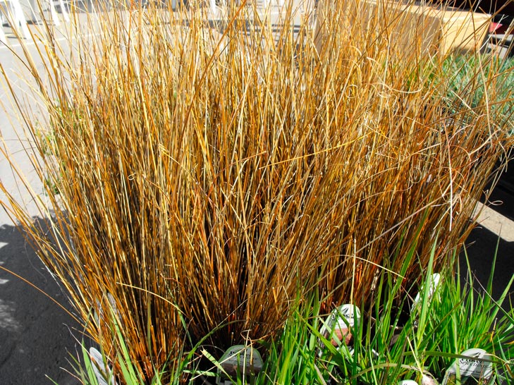 Carex_buchananii_montpellier_latte_sariviere