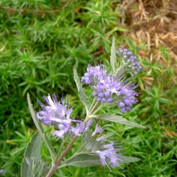 Caryopteris_clandonensis_montpellier_latte_sariviere