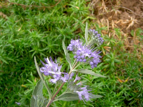 Caryopteris_clandonensis_montpellier_latte_sariviere