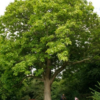 Catalpa_bignonioides_montpellier_latte_sariviere