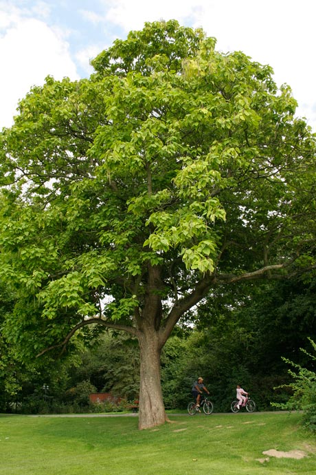 Catalpa_bignonioides_montpellier_latte_sariviere