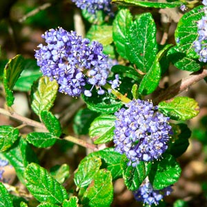 Ceanothus_montpellier_latte_sariviere