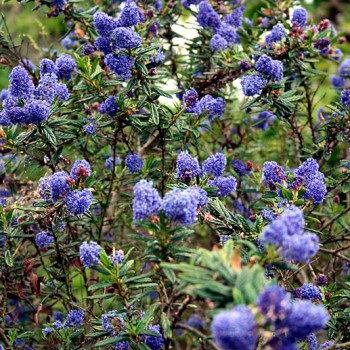 Ceanothus_thyrsiflorus_montpellier_latte_sariviere