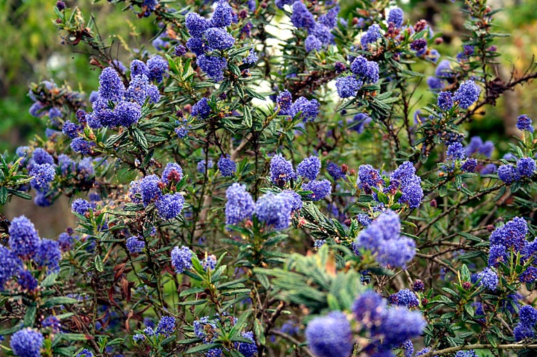 Ceanothus_thyrsiflorus_montpellier_latte_sariviere