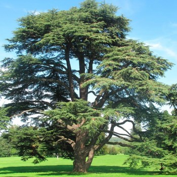 Cedrus_atlantica_montpellier_latte_sariviere