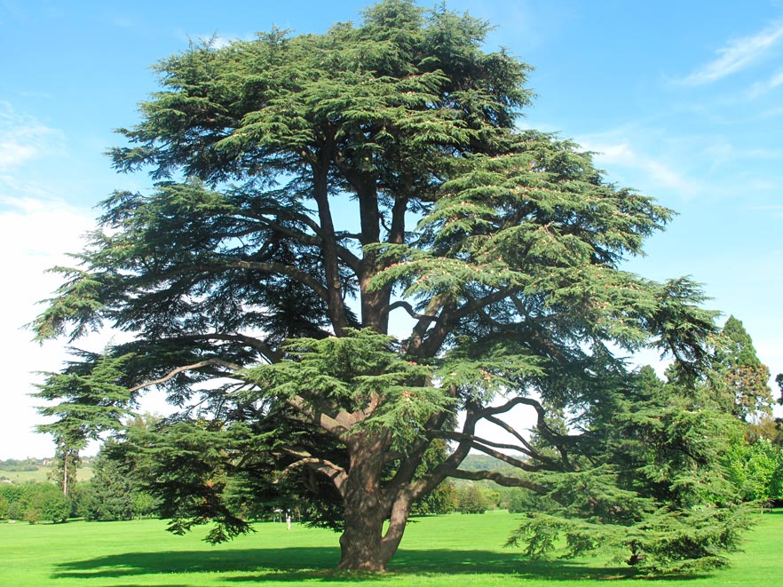 Cedrus_atlantica_montpellier_latte_sariviere