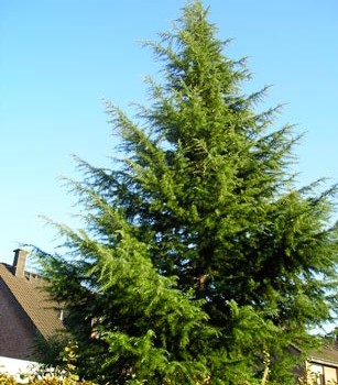 Cedrus_deodara_montpellier_latte_sariviere