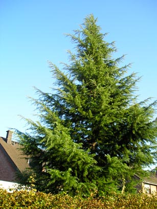 Cedrus_deodara_montpellier_latte_sariviere