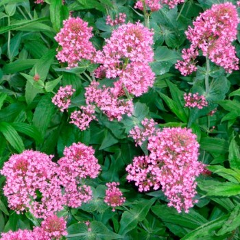 Centranthus_ruber_montpellier_latte_sariviere