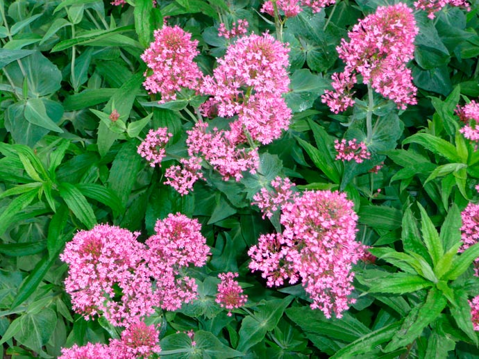 Centranthus_ruber_montpellier_latte_sariviere