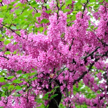 Cercis_siliquastrum_latte_montpellier_sariviere