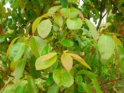 Cinnamomum_camphora_montpellier_latte_sariviere