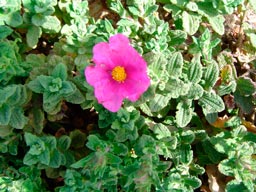 Cistus_crispus_montpellier_latte_sariviere