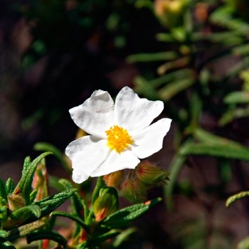 Cistus_monspeliensis_montpellier_latte_sariviere