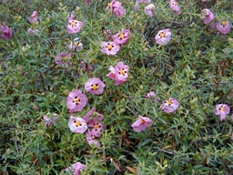 Cistus_x_purpureus_montpellier_latte_sariviere