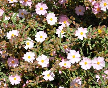 Cistus_x_skanbergii_montpellier_latte_sariviere