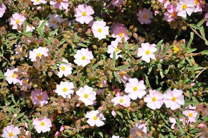 Cistus_x_skanbergii_montpellier_latte_sariviere