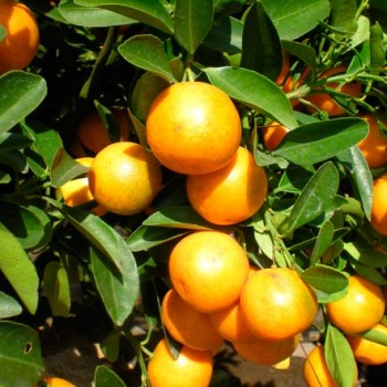 Citrus_japonica_montpellier_latte_sariviere