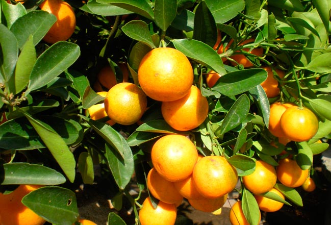 Citrus_japonica_montpellier_latte_sariviere