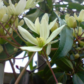 Clematis_armandii_montpellier_latte_sariviere