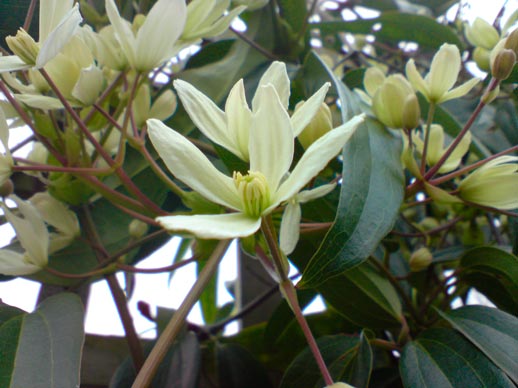 Clematis_armandii_montpellier_latte_sariviere