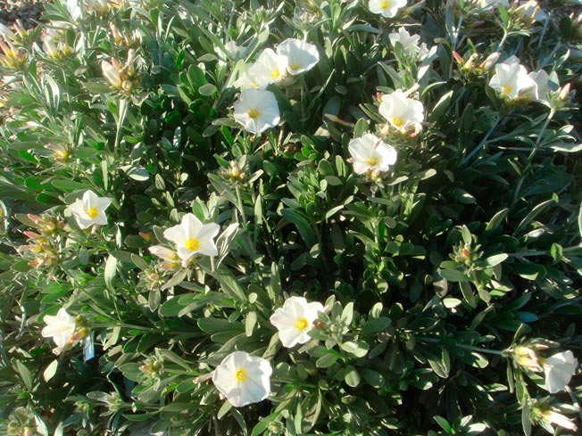 Convolvulus-cneorum_montpellier_latte_sariviere