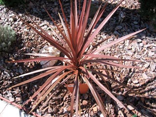 Cordyline_australis_montpellier-sariviere_latte