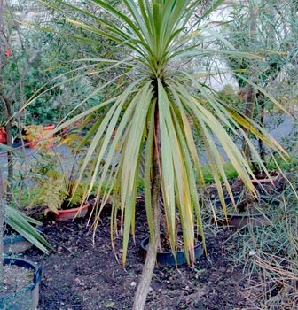 Cordyline_indivisa_montpellier_latte_sariviere