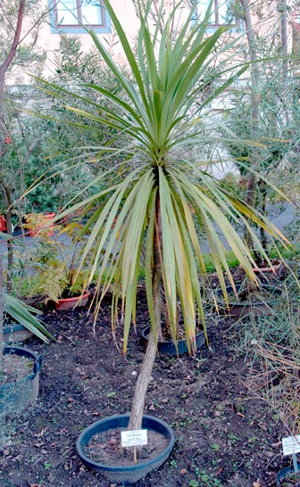 Cordyline_indivisa_montpellier_latte_sariviere