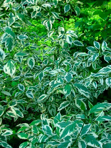 Cornus_alba_argenteo-marginata_montpellier_latte_sariviere