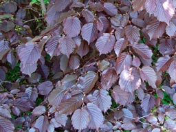 Corylus_maxima_'Purpurea'_montpellier_latte_sariviere