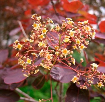 Cotinus_coggygria_Royal_Purple_montpellier_latte_sariviere