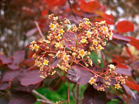 Cotinus_coggygria_Royal_Purple_montpellier_latte_sariviere