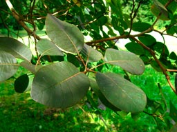 Cotinus_coggygria_montpellier_latte_sariviere