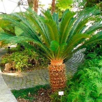 Cycas_revoluta_montpellier_latte_sariviere