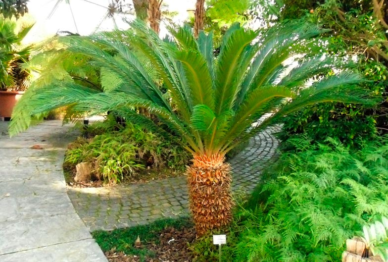 Cycas_revoluta_montpellier_latte_sariviere