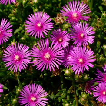 DELOSPERMA-COOPERI-_montpellier_latte_sariviere