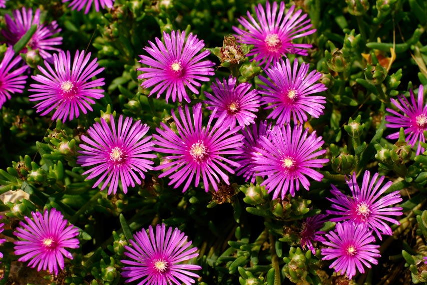 DELOSPERMA-COOPERI-_montpellier_latte_sariviere