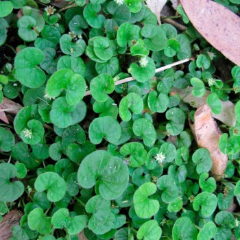 DICHONDRA-REPENS-_montpellier_latte_sariviere