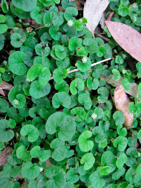 DICHONDRA-REPENS-_montpellier_latte_sariviere